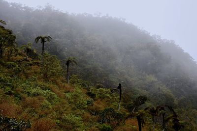 Scenic view of foggy forest