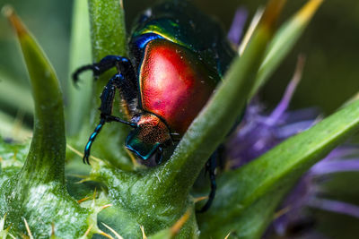 Close-up of metallic green beetle on thistle flower head