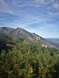 Plants and mountains against sky