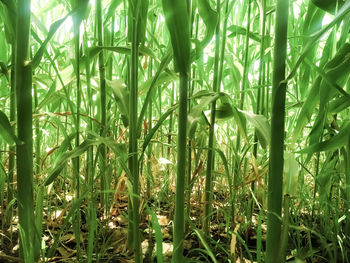 Full frame shot of bamboo plants