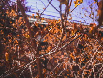 Close-up of dry twigs on field during autumn