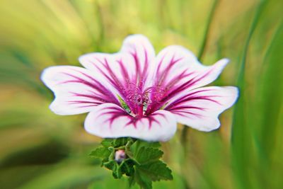 Close-up of pink flowers