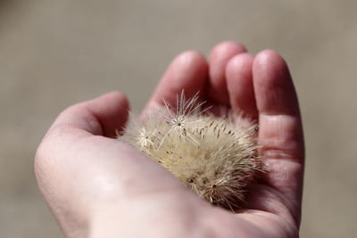 Close-up of hand holding butterfly