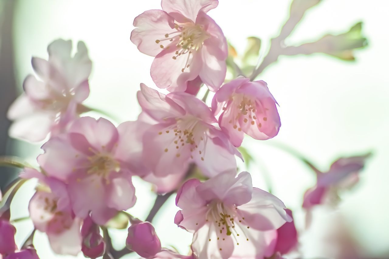 flower, pink color, blossom, fragility, beauty in nature, freshness, petal, springtime, flower head, nature, selective focus, branch, growth, botany, no people, close-up, day, low angle view, stamen, tree, outdoors