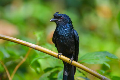 Close-up of bird perching on a plant