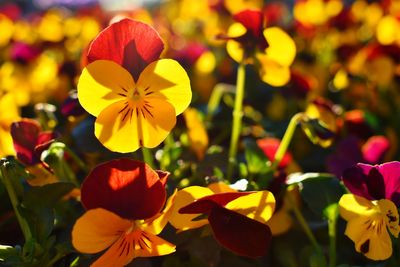 Close-up of yellow flowering plants in park