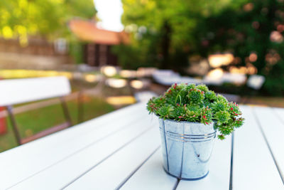 Close-up of potted plant on table