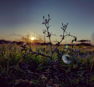 Plants growing on field against sky during sunset