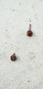 High angle view of caterpillar on sand