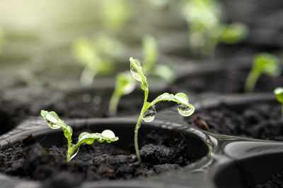 Close-up of small plant growing on field