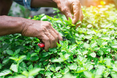 Senior person clipping mint leaves