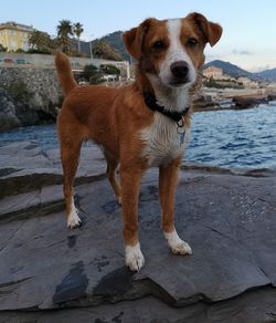 Portrait of dog standing on beach