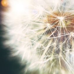 Close-up of dandelion flower