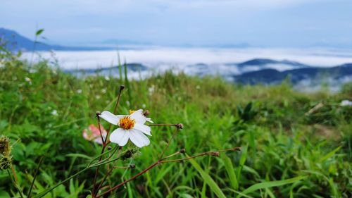 Close-up of white flower on field