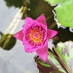 Close-up of pink flower