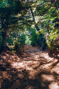 Road amidst trees in forest