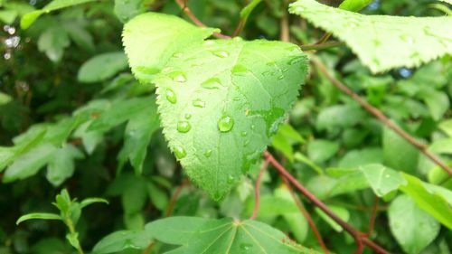 Close-up of green leaves