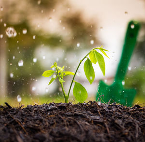 Close-up of wet plant on field