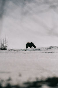 Horse on shore against sky