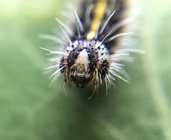 Close-up of caterpillar