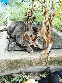 Cat on tree