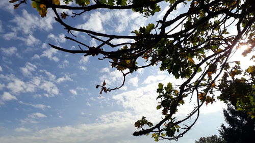 Low angle view of flowering plants on tree against sky