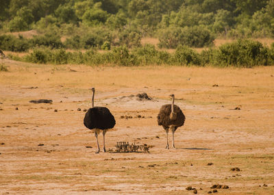 Birds on field against landscape