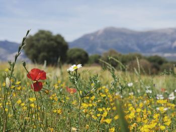 Close-up of yellow poppy flowers blooming on field
