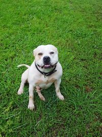 Portrait of dog sitting on grass