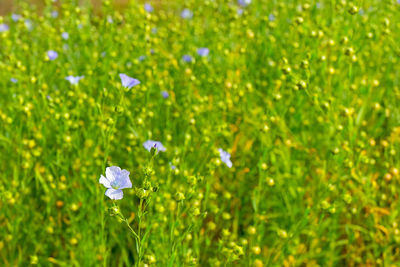 Close-up of purple flowers blooming in field