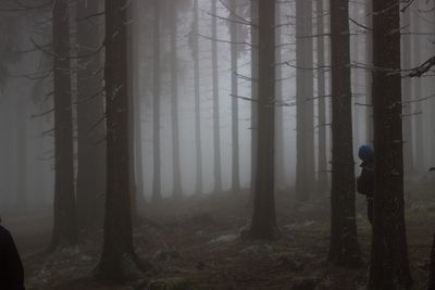 Bare trees in forest