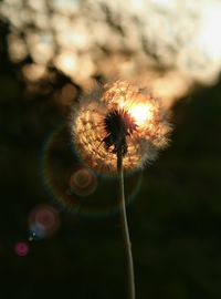 Close-up of dandelion against blurred background