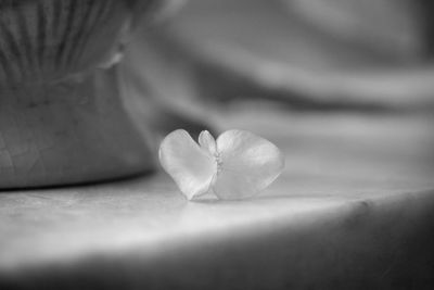 Close-up of frangipani