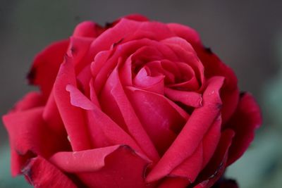 Close-up of red rose