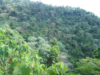 Scenic view of green landscape against sky