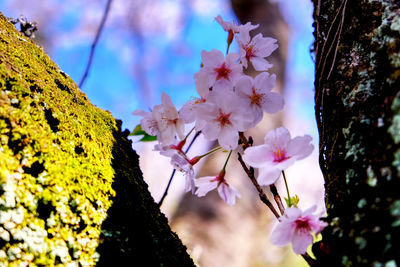 Close-up of pink cherry blossoms in spring