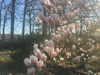 Pink flowers growing on tree