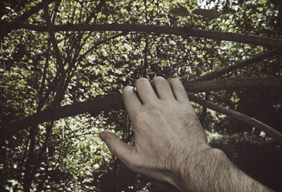 Low section of person against trees in forest