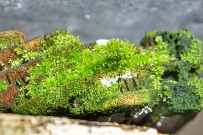 Close-up of plants growing in moss