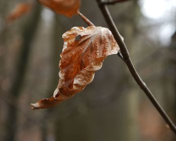 Close-up of wilted plant