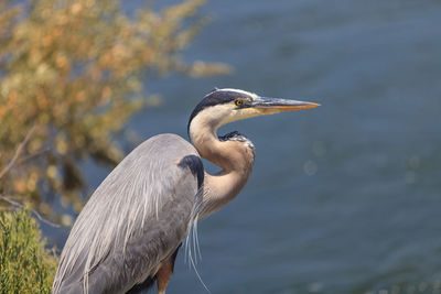 Bird on branch