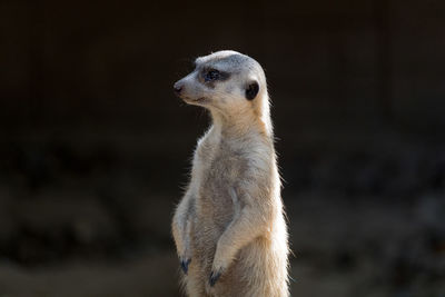 Close-up of a meerkat 