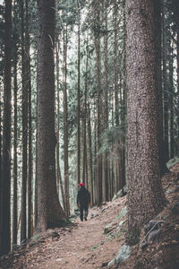 Rear view of man walking amidst trees in forest