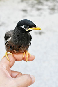 Close-up of a hand holding bird