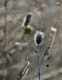 Close-up of dried plant