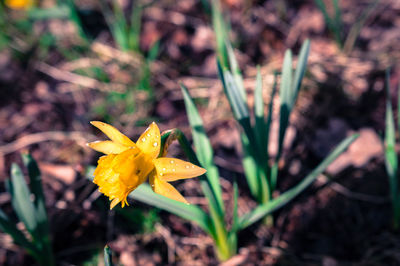 Close-up of yellow flower blooming in field