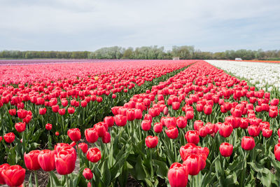 Red tulips in field