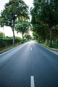 Empty road along trees and plants in city