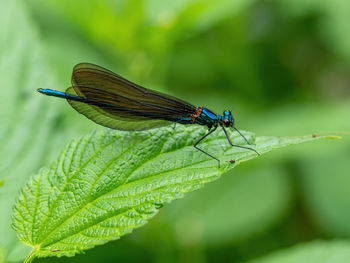 Close-up of insect on leaf