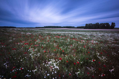 Scenic view of flowering plants on field against sky